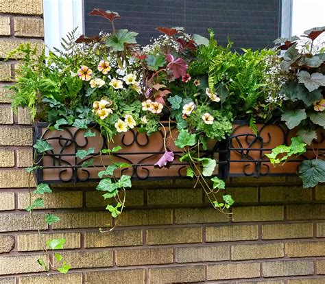 low maintenance window box plants